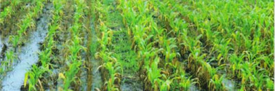 玉米澇害防治-圖文識別技術(shù)